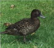 brown teal - photo by Kay Stowell